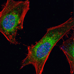 Dishevelled 3 antibody [N1N2], N-term (GTX102509)